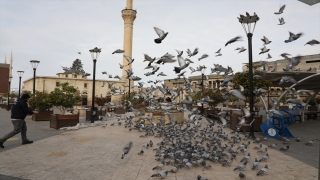 Nizip’te belediye ekipleri kuşlara yem bıraktı