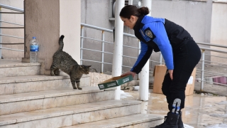 Şırnak’ta polisten sokak hayvanlarına mama desteği