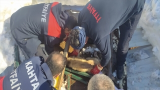 Adıyaman’da kar nedeniyle çöken çatının altında kalan köpekler kurtarıldı