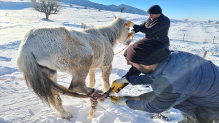 Siirt’te ayağına tel dolanan atı ekipler kurtardı