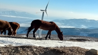Amanos Dağları eteklerinde yılkı atları görüldü