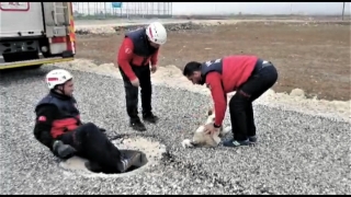 Şanlıurfa’da foseptik çukuruna düşen yavru köpeği itfaiye kurtardı