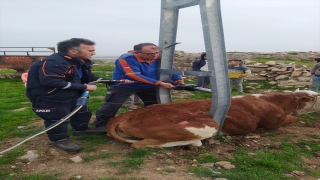Adıyaman’da elektrik direğine sıkışan inek kurtarıldı
