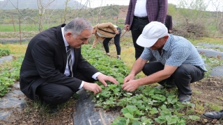 Sason çileğinde bu yıl hasadın 5 bin ton olması hedefleniyor