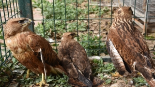 Şırnak’ta tedavisi tamamlanan yaralı kuşlar doğaya bırakıldı