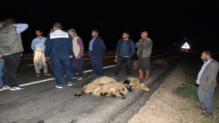 Şanlıurfa’da koyun sürüsüne çarpan otomobilin sürücüsü yaralandı