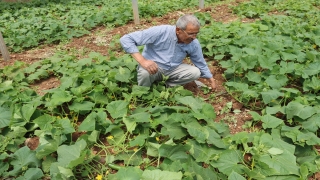 Tarıma ara veren çiftçi devlet desteğiyle sera kurup üretime döndü