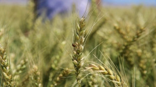 Mardin Ovası’nda 1,5 milyon ton buğday rekoltesi bekleniyor