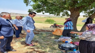 Adıyaman’da firik hasadına başlandı