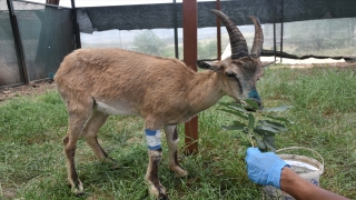 Şırnak’ta jandarmanın bulduğu yaralı yaban keçisi tedavi altına alındı