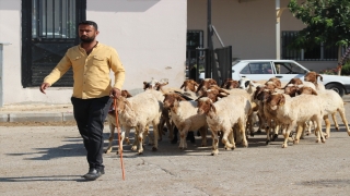Şanlıurfa’da Kurban Bayramı öncesi hayvan pazarlarında hareketlilik başladı