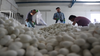 Diyarbakır Kulp’ta 70 ton hedefiyle yaş koza üretimi gerçekleştiriliyor