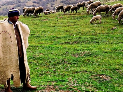 Çobana trafik cezası başka yerde yok.