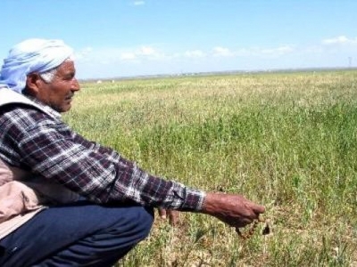 Urfa çiftçisini umutlandıran gelişme