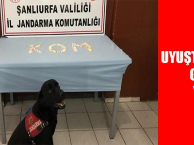 Urfa'da dedektör köpekten kaçmadı