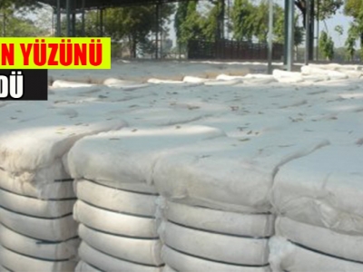 Preseli pamuk yükselişte