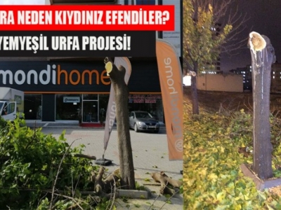 Şanlıurfa’da göz göre göre ağaç katliamı!