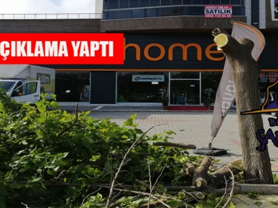 Budama mı ağaç katliamı mı?