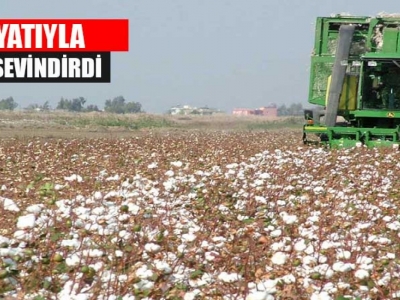 Preseli pamuk rekora koşuyor