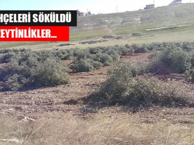 Urfa Çiftçisi zeytinde umduğunu bulamadı?