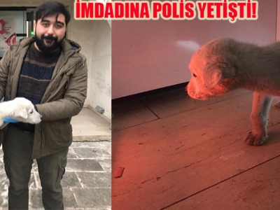 Ayakları kırılan köpek tedaviye alındı
