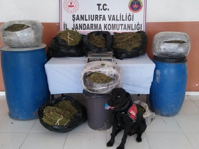 Suruç’ta uyuşturucu operasyonu! 11 gözaltı