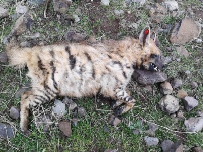 Şanlıurfa'da ölü çizgili sırtlan bulundu