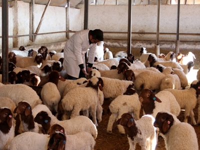 Kuzular özel bakımla büyütülüyor