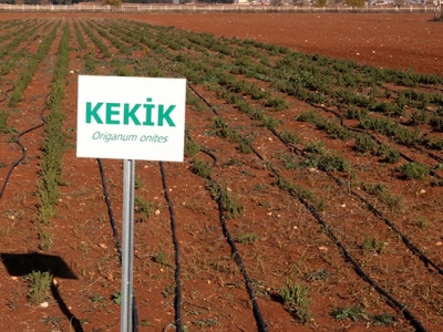 Tıbbi ve aromatik bitkiler için atağa geçildi