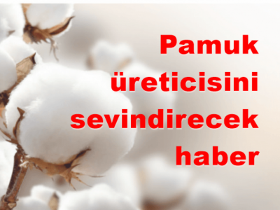 Pamuğuna talebin artması bekleniyor