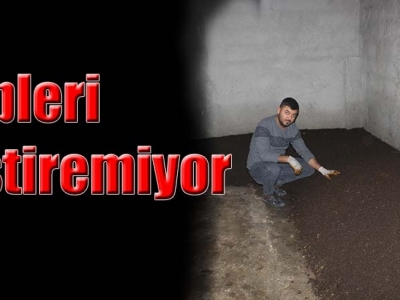 Ahırda solucan gübresi yetiştiriyor