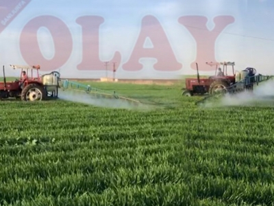Buğdayda ilaçlama dönemi başladı