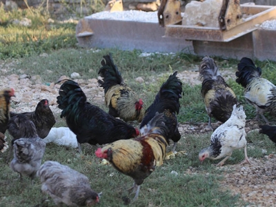 Ödünç yumurtayla çiftlik kurdu