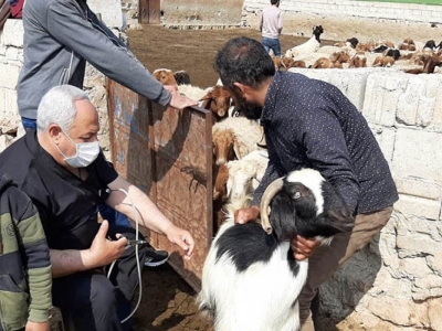 Barış Pınarı Bölgesi'nde hayvancılık da gelişiyor