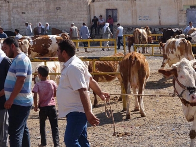 Viranşehir hayvan pazarı kapatıldı