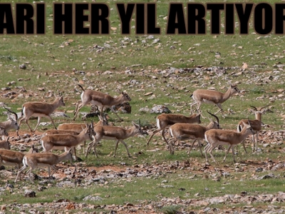 Ceylanlar sıkı takip altında