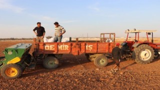 Urfa’da Çiftçiler, Tohumlarını Toprakla Buluşturuyor