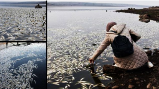 Urfa'da Toplu Balık Ölümleri Mercek Altına Alındı