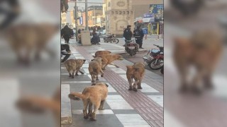 Viranşehir’de Başıboş Köpekler Tehlike Saçıyor