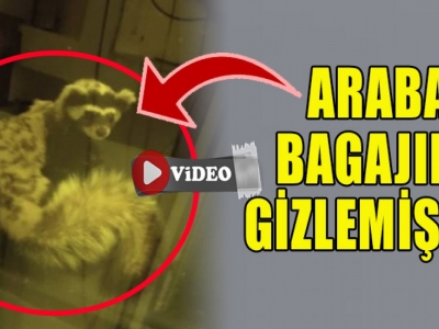 Araba bagajından gelincik çıktı !