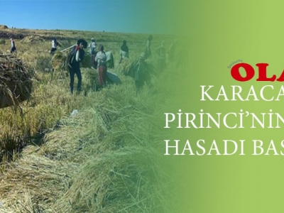 Karacadağ pirincinde hasat zamanı
