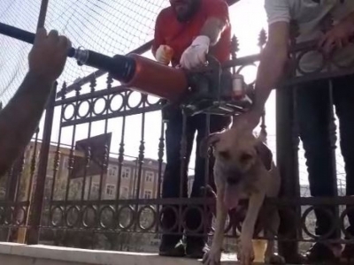 Demir Korkuluklara Sıkışan Köpeğin Yardımına İtfaiye Yetişti