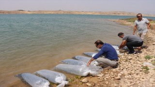 Atatürk Barajı'na 4 Milyon Balık Yavrusu Bırakıldı