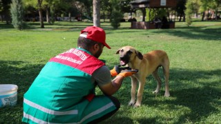 Karaköprü Belediyesi Sokaktaki Canlıları Unutmuyor