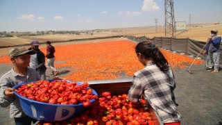 Urfa'nın tescilli isotu tezgahlarda yerini almaya başladı