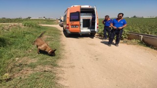 Şanlıurfa'da kaybolan çocuğu arama çalışmaları sürüyor