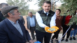 Şanlıurfa'da zeytin hasadı yapıldı