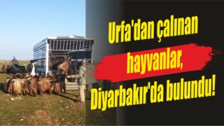 Urfa'dan çalınan hayvanlar, Diyarbakır'da bulundu!