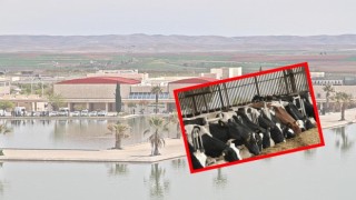 HRÜ tarafından ülke hayvancılığına önemli katkı sunacak proje geliştirildi