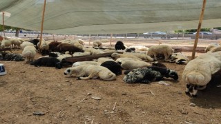 Urfa’da kurbanlıkların canlı kilo fiyatı belli oldu!